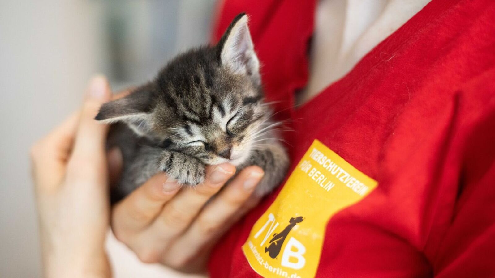 © Tierschutzverein für Berlin und Umgebung Corporation e.V.